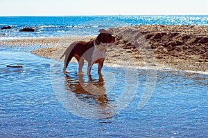 American standford playing at the beach