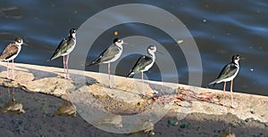 American Stilts at the marina in Huatulco.