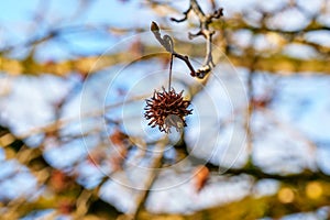 American storax or Liquidambar styraciflua in winter with spiky seeds photo