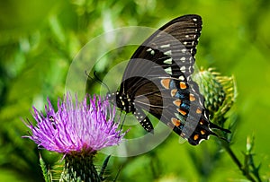 American Swallowtail