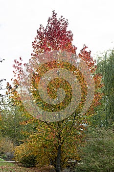 American sweet gum Liquidambar styraciflua tree with autumn foliage photo