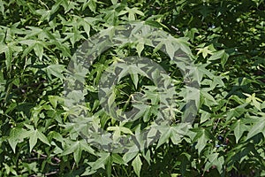 American sweetgum foliage photo