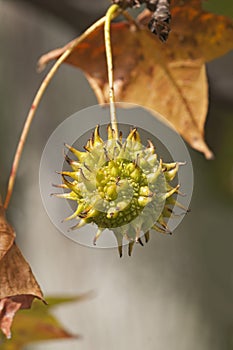 American sweetgum fruit photo