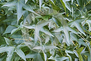 American sweetgum leaves photo