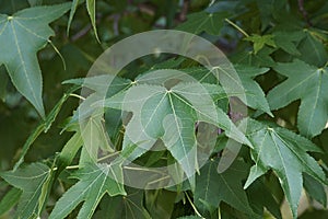 American sweetgum leaves photo