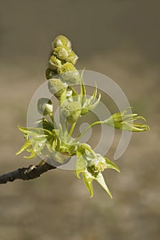 American sweetgum flowers. photo