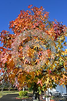 American sweetgum  Liquidambar styraciflua  tree autumn leaves.
