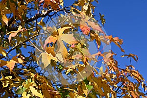 American sweetgum  Liquidambar styraciflua  tree autumn leaves.