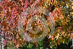 American sweetgum  Liquidambar styraciflua  tree autumn leaves.