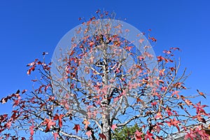 American sweetgum  Liquidambar styraciflua  tree autumn leaves.