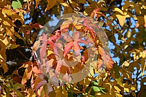 American sweetgum  Liquidambar styraciflua  tree autumn leaves.