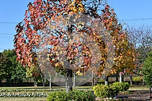 American sweetgum  Liquidambar styraciflua  tree autumn leaves.