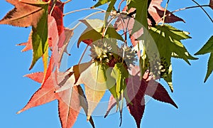 American sweetgum (Liquidambar styraciflua) tree leaves and seed pod.s.