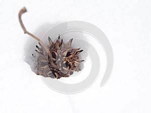 American sweetgum seed in snow