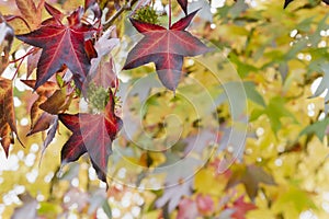 American sweetgum tree colorful autumnal foliage close up