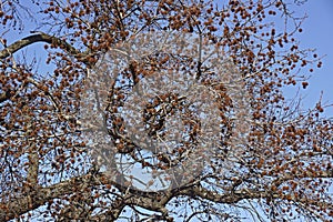 American sweetgum tree with fruits photo