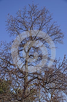 American sweetgum tree with fruits photo