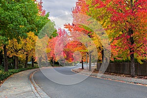 American Sweetgum Tree Lined Street in Fall