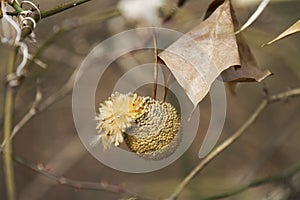 American Sycamore. or Platanus occidentalis seed pod photo