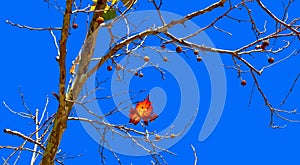 American sycamore tree