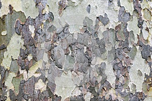 .American sycamore tree bark texture