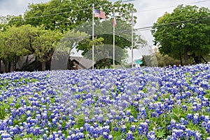 American and Texas flag behind a field of Bluebonnets