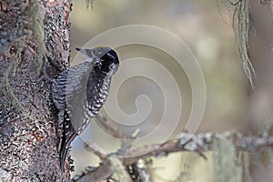 American three-toed woodpecker