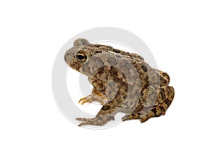 American Toad