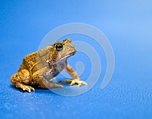 American Toad