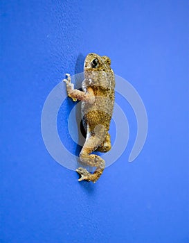 American Toad