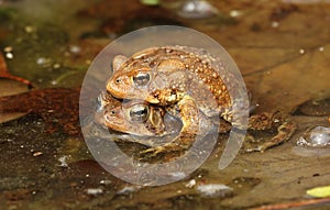 American toad amplexus photo