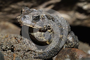 American Toad (Anaxyrus americanus)