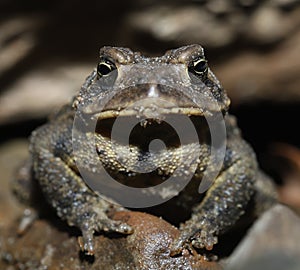 American Toad (Anaxyrus americanus)