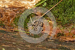 American Toad ( Anaxyrus americanus)