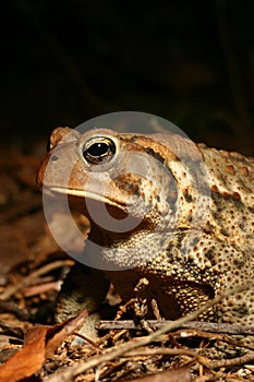 American Toad (Anaxyrus americanus)