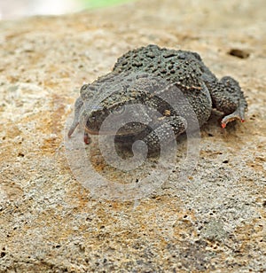 American Toad, Anaxyrus americanus