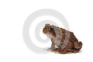 American Toad (Bufo americanus) photo