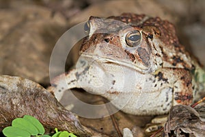 American toad (Bufo americanus).