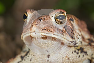 American toad (Bufo americanus)