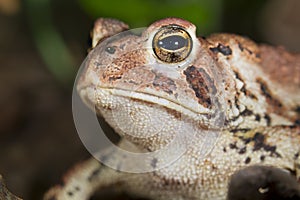 American toad (Bufo americanus).