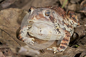 American toad (Bufo americanus).