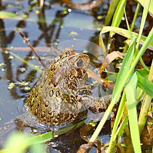 American Toad (Bufo americanus)