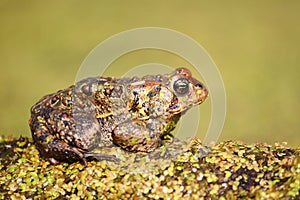 American Toad (Bufo americanus) photo