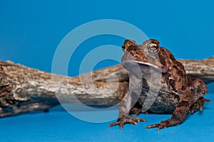 American Toad (Bufo americanus)