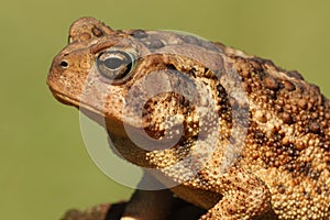 American Toad Bufo americanus