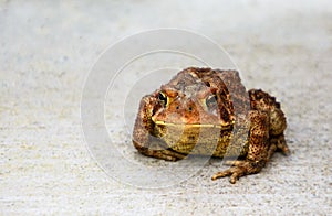 American toad close up on light grey background