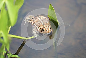 An American Toad is Floating on a Water Plant Leaf in a Manmade Backyard Pond