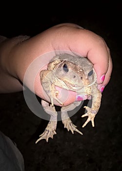 American Toad Frog