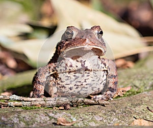 American Toad