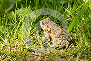 American Toad in grass